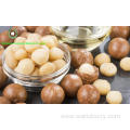 Big Size Roasted Macadamia In Shell For Sale